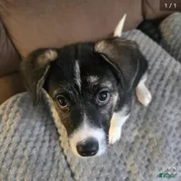 PRESCILLA, a female Boxer and Alaskan Husky for sale in Stanton, MI – Photo 2 of 4