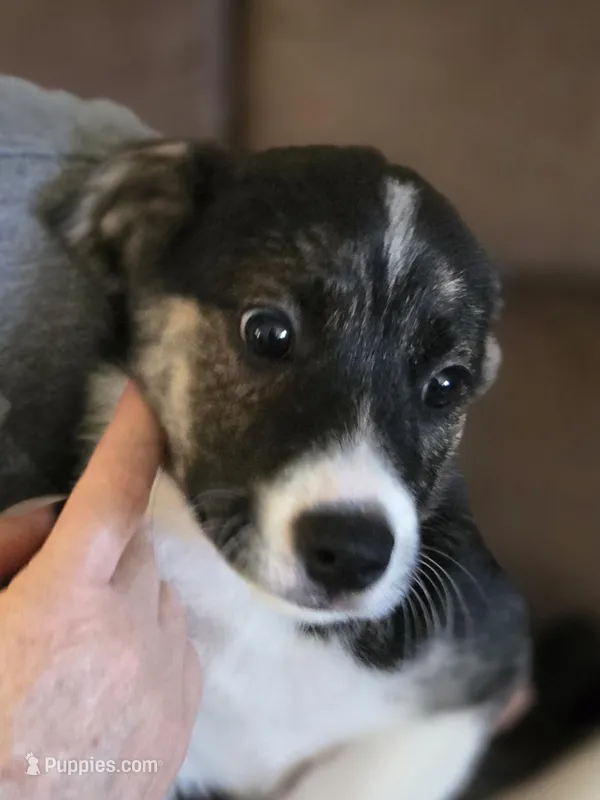 PRESCILLA – Boxer, Alaskan Husky puppy for sale in Stanton, MI