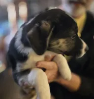 PRESCILLA, a female Boxer and Alaskan Husky for sale in Stanton, MI – Photo 4 of 4