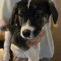 PRESCILLA, a female Boxer and Alaskan Husky for sale in Stanton, MI – Photo 3 of 4