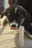 PRESCILLA, a female Boxer and Alaskan Husky for sale in Stanton, MI – Photo 5 of 6