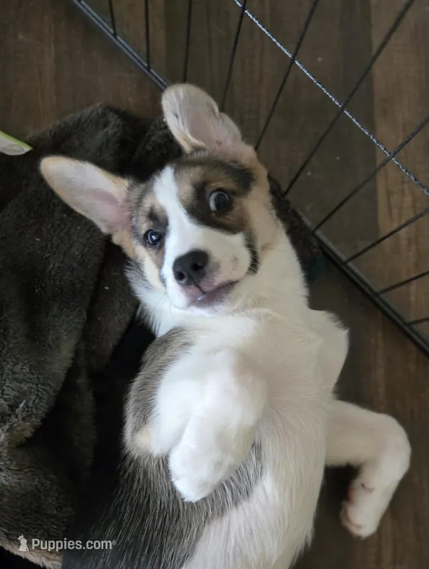PEPE' – Boxer, Alaskan Husky puppy for sale in Stanton, MI