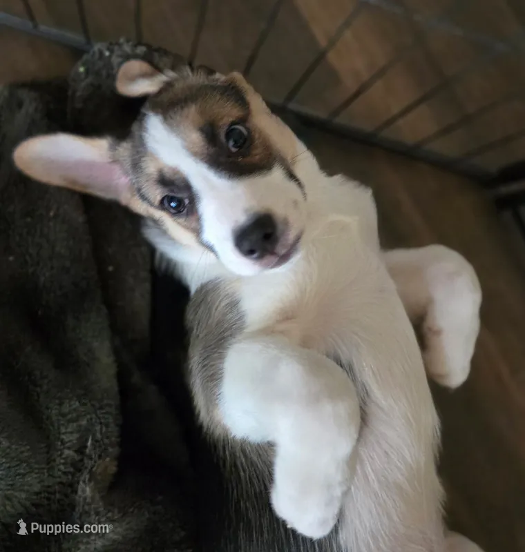 Buddy – Boxer, Alaskan Husky puppy for sale in Stanton, MI