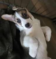 Buddy, a male Boxer and Alaskan Husky for sale in Stanton, MI – 2 of 3