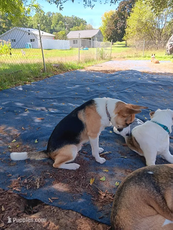 Buddy – Boxer, Alaskan Husky puppy for sale in Stanton, MI