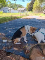 Buddy, a male Boxer and Alaskan Husky for sale in Stanton, MI – 1 of 3
