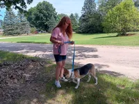 Buddy, a male Boxer and Alaskan Husky for sale in Stanton, MI – 3 of 3