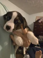 processed/24e61ce6-7063-41b1-a703-e66ab4d9b6ce/listing/eed531d5-550e-453c-b9e8-361224564077/a8159ae2-c172-4fa9-8b68-969e2184ad21