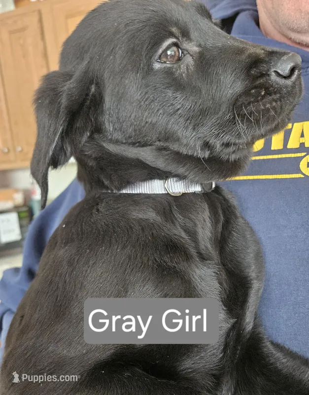 Gray Girl 