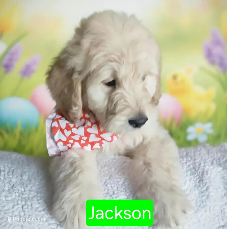 JACKSON 