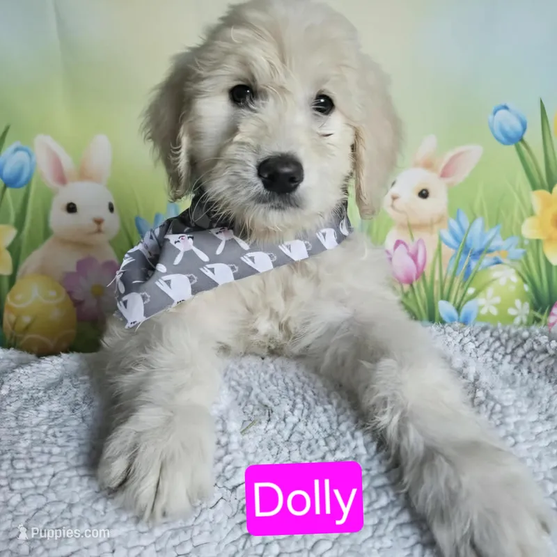Dolly