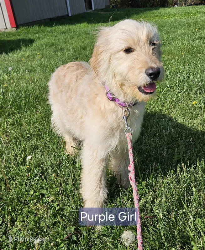 Purple Girl  – English Goldendoodle puppy for sale in Madison, IN