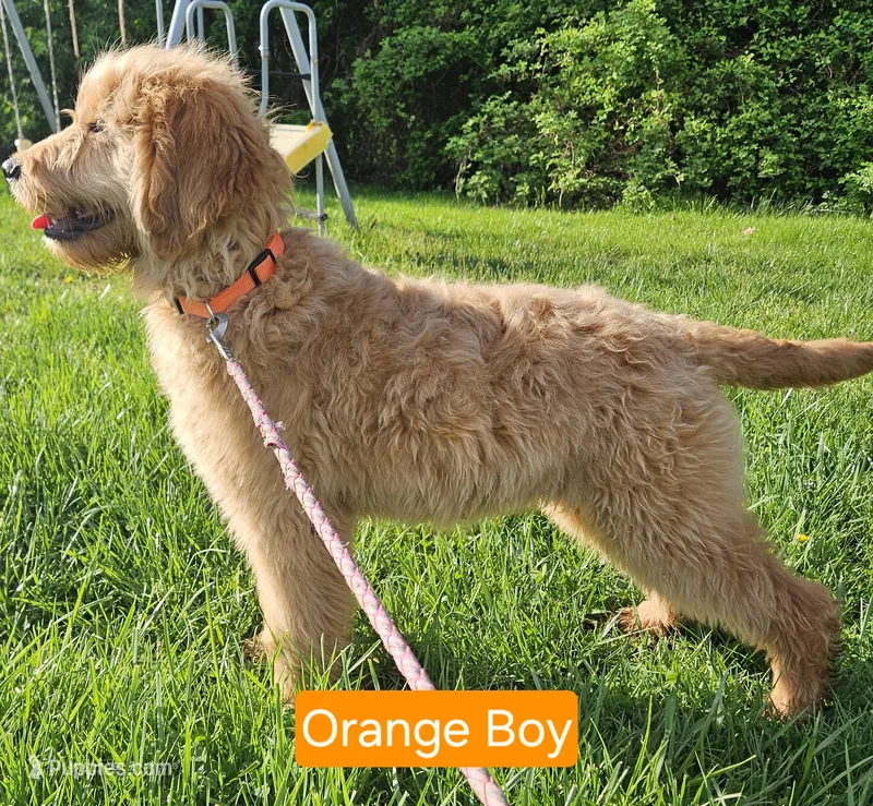 Orange Boy  – English Goldendoodle puppy for sale in Madison, IN