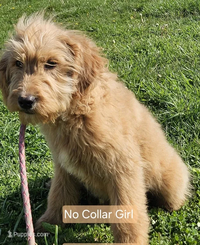 No collar Girl – English Goldendoodle puppy for sale in Madison, IN