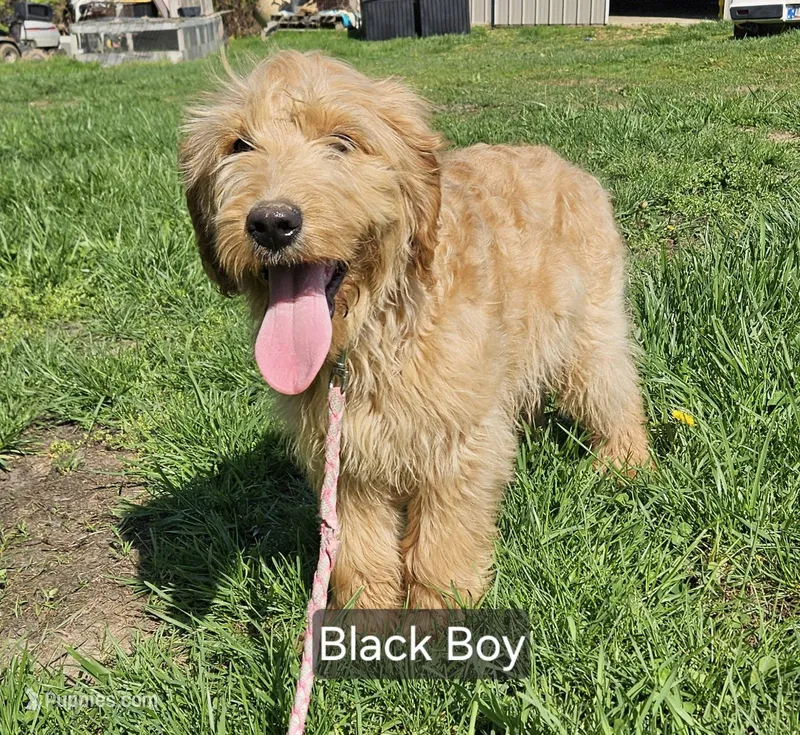 BLACK BOY – English Goldendoodle puppy for sale in Madison, IN