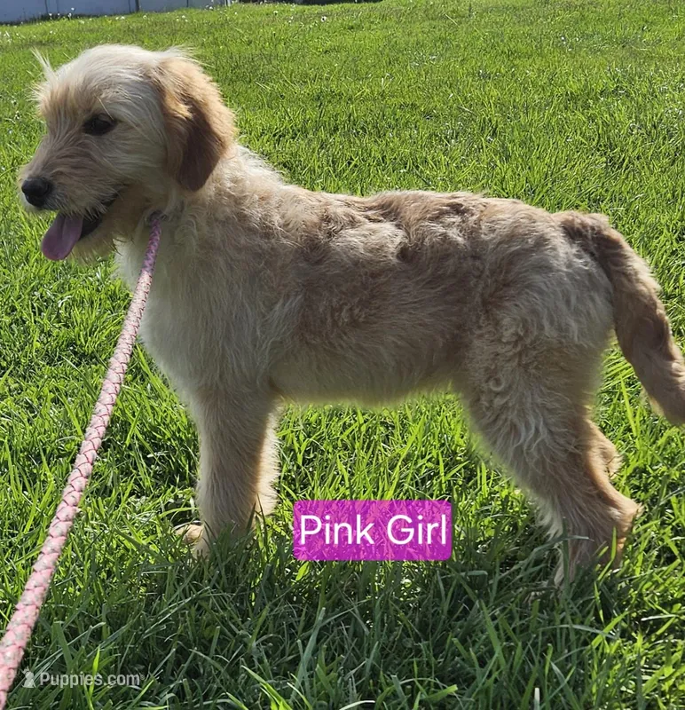 Pink Girl  – English Goldendoodle puppy for sale in Madison, IN