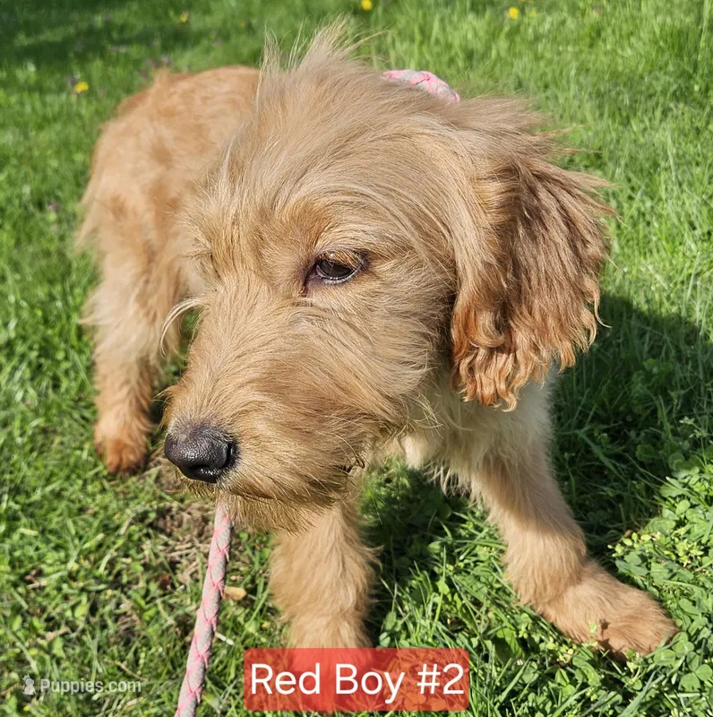 Red Boy2 – English Goldendoodle puppy for sale in Madison, IN