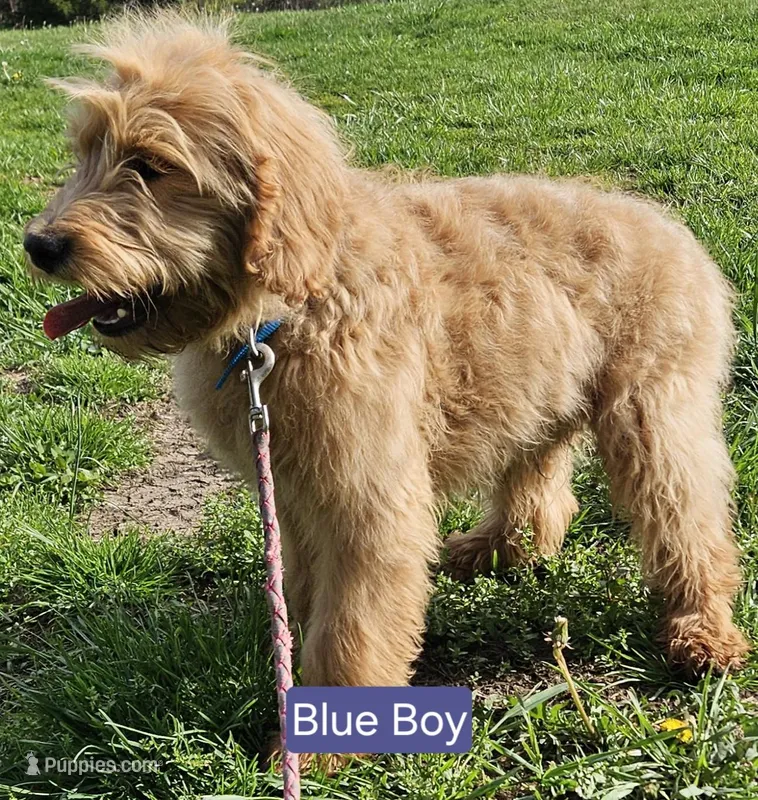 Blue Boy – English Goldendoodle puppy for sale in Madison, IN