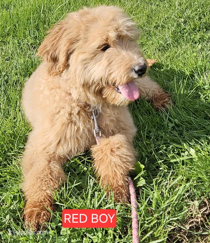 Red Boy – English Goldendoodle puppy for sale in Madison, IN