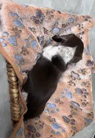 Pebbles, a female Miniature Dachshund for sale in Montgomery, AL – 3 of 7