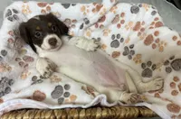 Callie, a female Miniature Dachshund for sale in Montgomery, AL – 3 of 7