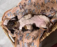 Pebbles, a female Miniature Dachshund for sale in Montgomery, AL – 5 of 7