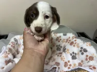 Spot, a male Miniature Dachshund for sale in Montgomery, AL – 4 of 7