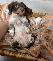 Oreo, a male Miniature Dachshund for sale in Montgomery, AL – 5 of 6
