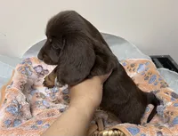  Cashmere , a female Miniature Dachshund for sale in Montgomery, AL – 5 of 7
