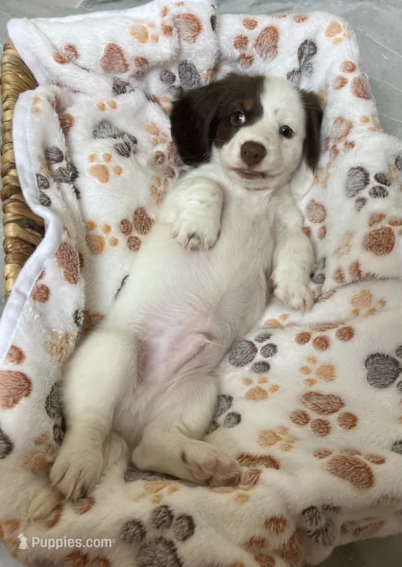 Spot – Miniature Dachshund puppy for sale in Montgomery, AL