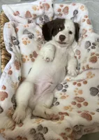 Spot, a male Miniature Dachshund for sale in Montgomery, AL – 1 of 7