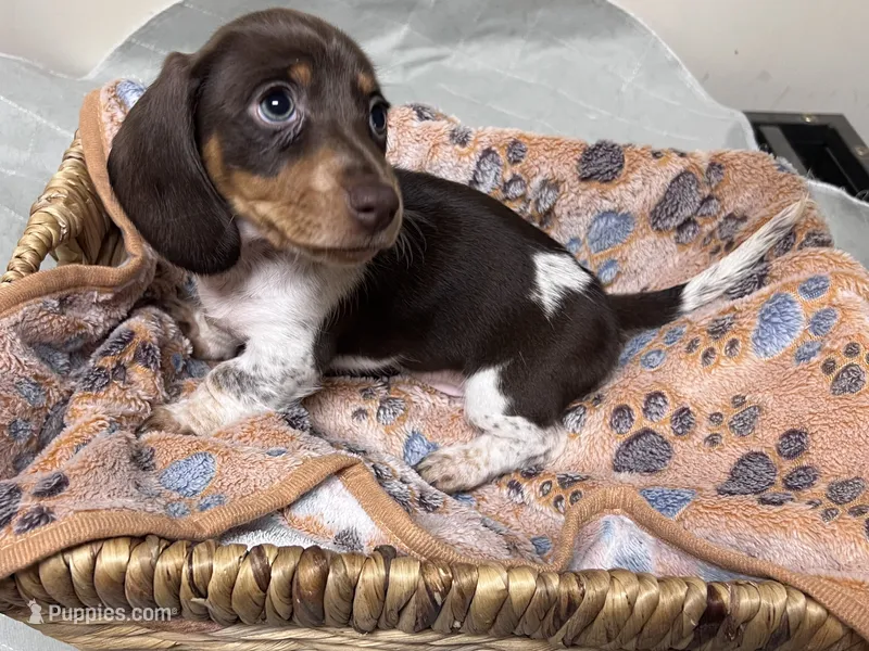 Pebbles – Miniature Dachshund puppy on hold in Montgomery, AL