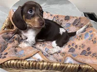 Pebbles, a female Miniature Dachshund for sale in Montgomery, AL – 1 of 7