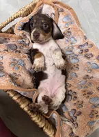 Pebbles, a female Miniature Dachshund for sale in Montgomery, AL – 6 of 7