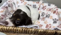 Callie, a female Miniature Dachshund for sale in Montgomery, AL – 4 of 7