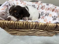 Callie, a female Miniature Dachshund for sale in Montgomery, AL – 1 of 7