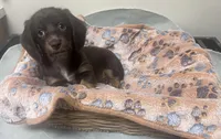  Cashmere , a female Miniature Dachshund for sale in Montgomery, AL – 7 of 7