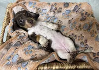 Pebbles, a female Miniature Dachshund for sale in Montgomery, AL – 7 of 7