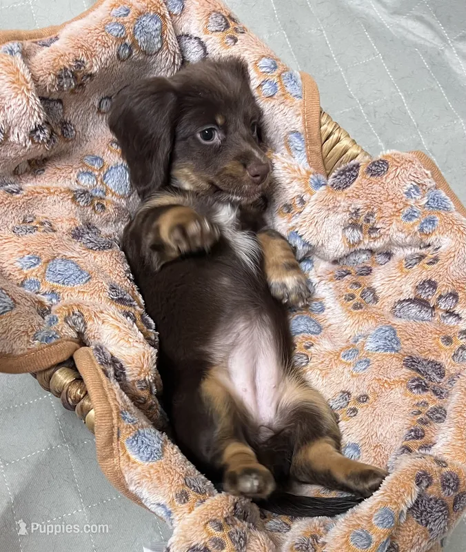  Cashmere  – Miniature Dachshund puppy for sale in Montgomery, AL