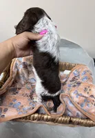 Oreo, a male Miniature Dachshund for sale in Montgomery, AL – 2 of 6