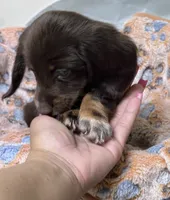  Cashmere , a female Miniature Dachshund for sale in Montgomery, AL – 4 of 7
