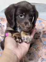  Cashmere , a female Miniature Dachshund for sale in Montgomery, AL – 2 of 7
