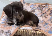  Cashmere , a female Miniature Dachshund for sale in Montgomery, AL – 6 of 7