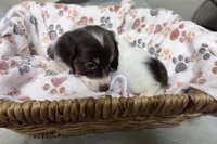 Callie, a female Miniature Dachshund for sale in Montgomery, AL – 2 of 7