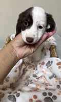 Spot, a male Miniature Dachshund for sale in Montgomery, AL – 5 of 7