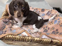 Pebbles, a female Miniature Dachshund for sale in Montgomery, AL – 2 of 7
