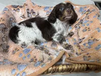 Oreo, a male Miniature Dachshund for sale in Montgomery, AL – 1 of 6