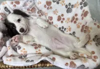 Spot, a male Miniature Dachshund for sale in Montgomery, AL – 7 of 7