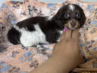 Oreo, a male Miniature Dachshund for sale in Montgomery, AL – 3 of 6