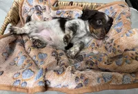 Oreo, a male Miniature Dachshund for sale in Montgomery, AL – 6 of 6